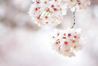 Cherry blossom tree tunnel of Minami-Otsuka 3-chome