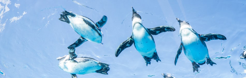 サンシャイン水族館