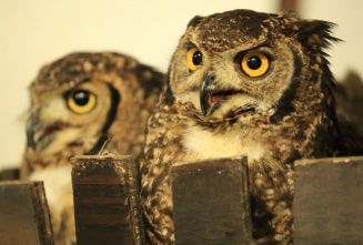 OwlCafe Akiba Fukurou