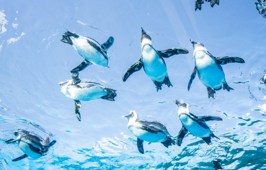 サンシャイン水族館